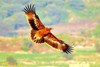 Steppe eagle (Aquila nipalensis)