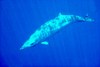 Blainville's beaked whale (Mesoplodon densirostris)