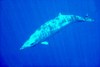 Blainville's beaked whale (Mesoplodon densirostris)