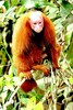 Bald uakari (Cacajao calvus)
