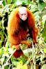 Bald uakari (Cacajao calvus)