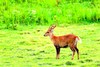 Hog deer (Axis porcinus)