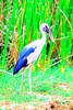 Asian openbill stork (Anastomus oscitans)