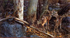 Panthera 0944 Carl Brenders Broken Silence