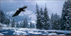 Panthera 0945 Daniel Smith Free Flight