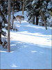Panthera 0954 Ron S. Parker Forest Trek