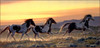 Panthera 0957 Nancy Glazier Early Morning Run