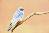 Red-footed falcon (Falco vespertinus)