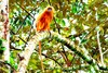 Red leaf monkey (Presbytis rubicunda)