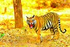Tiger (Panthera tigris)