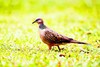 Spotted dove (Spilopelia chinensis)