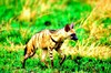 Aardwolf (Proteles cristatus)