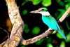 Collared kingfisher (Todiramphus chloris)
