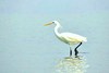 Chinese egret (Egretta eulophotes)