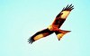 Red kite (Milvus milvus)
