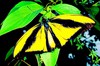 Goliath birdwing (Ornithoptera goliath)