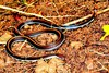 Banded Malaysian coral snake (Calliophis intestinalis)