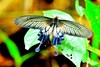 Common clubtail (Losaria coon)
