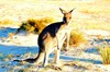 Eastern grey kangaroo (Macropus giganteus)