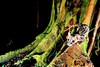 African linsang (Poiana richardsonii)