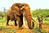 African elephant (Loxodonta africana)