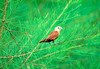 White-headed munia (Lonchura maja)