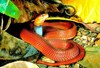 Red spitting cobra (Naja pallida)