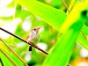 Long-tailed tailorbird (Orthotomus sutorius)