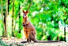 Swamp wallaby (Wallabia bicolor)