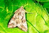 Silver Y moth (Autographa gamma)