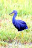 Slaty egret (Egretta vinaceigula)