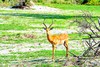 Impala (Aepyceros melampus)