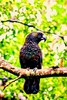 Kaka (Nestor meridionalis)