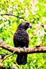 Kaka (Nestor meridionalis)