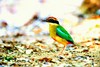 Fairy pitta (Pitta nympha)