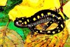 Spotted salamander (Ambystoma maculatum)