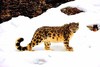 Snow leopard (Panthera uncia)