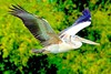 Spot-billed pelican (Pelecanus philippensis)