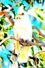 Little corella (Cacatua sanguinea)