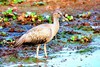 Plumbeous ibis (Theristicus caerulescens)