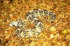 Gaboon viper (Bitis gabonica)