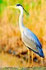 Grey heron (Ardea cinerea)