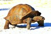 Aldabra giant tortoise (Aldabrachelys gigantea)