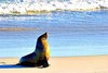 Australian sea lion (Neophoca cinerea)