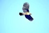 Mountain hawk-eagle (Nisaetus nipalensis)
