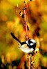 Superb fairywren (Malurus cyaneus)