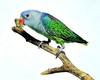 Blue-rumped parrot (Psittinus cyanurus)