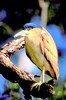 Nankeen night heron (Nycticorax caledonicus)