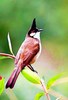 Red-whiskered bulbul (Pycnonotus jocosus)