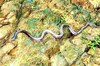 Indian krait (Bungarus caeruleus)